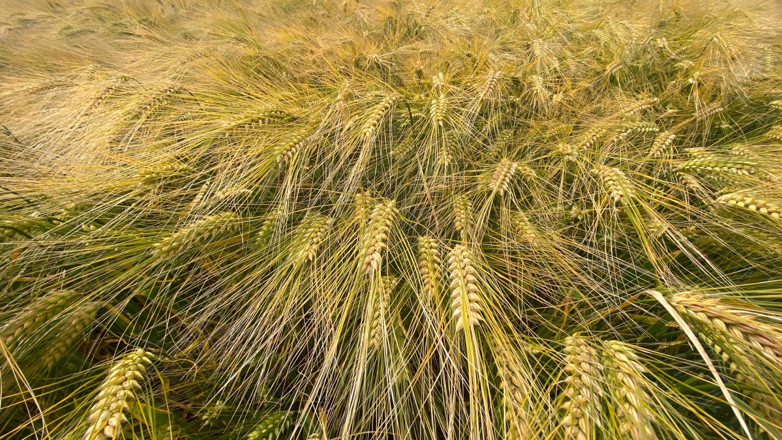 Strong cereal crop grown with Bacteriosol