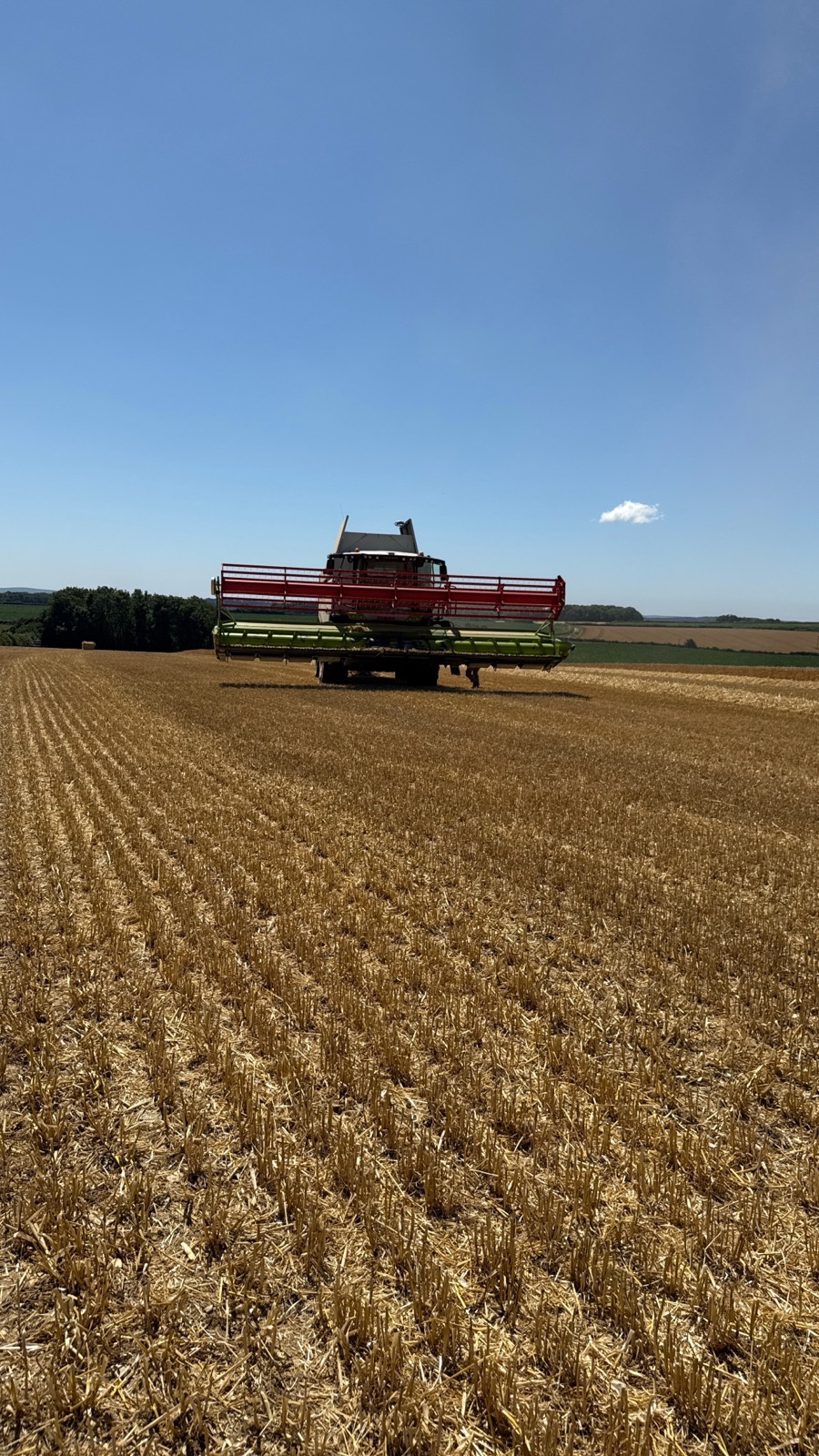 Arable field at La Lee Farm, Dorset