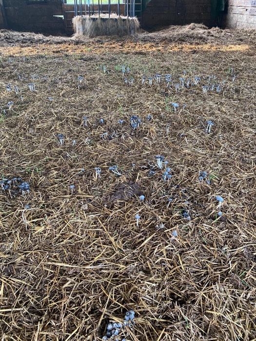 AgrAssure regenerative farming photo 3