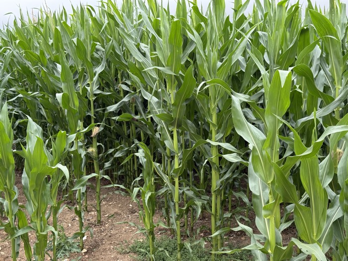 AgrAssure regenerative farming photo 32