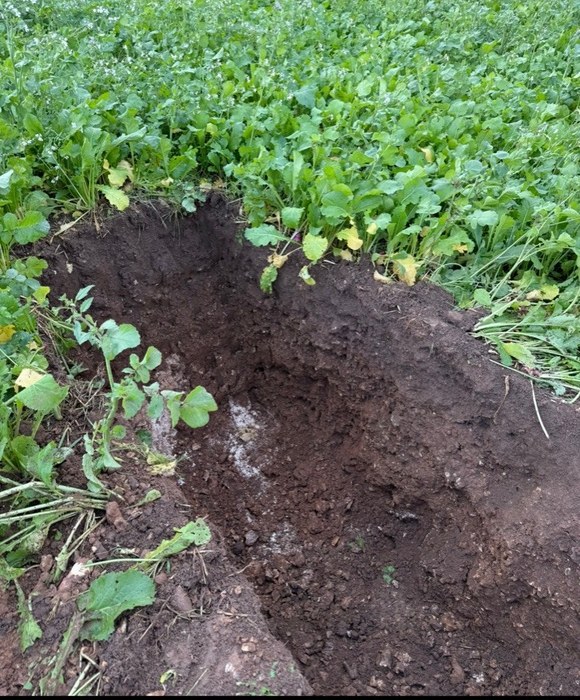 Soil samples side by side — dark treated, light untreated