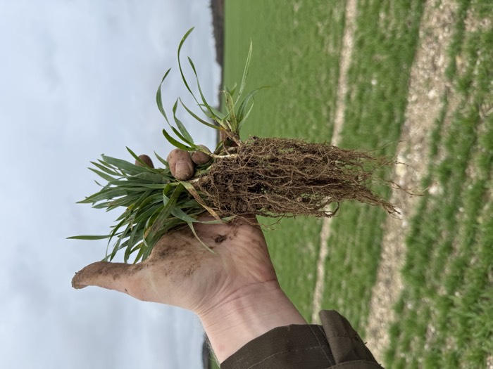 AgrAssure regenerative farming photo 49