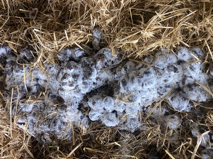 AgrAssure regenerative farming photo 74