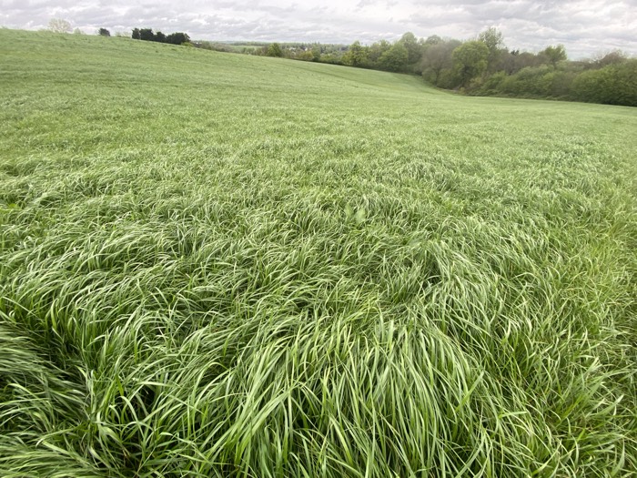 AgrAssure regenerative farming photo 75