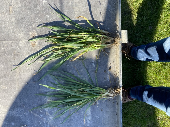 AgrAssure regenerative farming photo 79