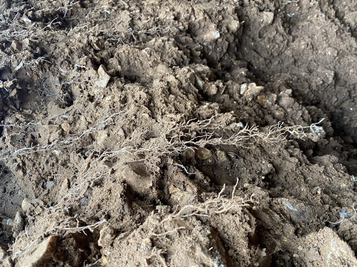 AgrAssure regenerative farming photo 80