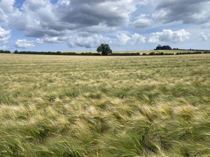 AgrAssure regenerative farming photo 85