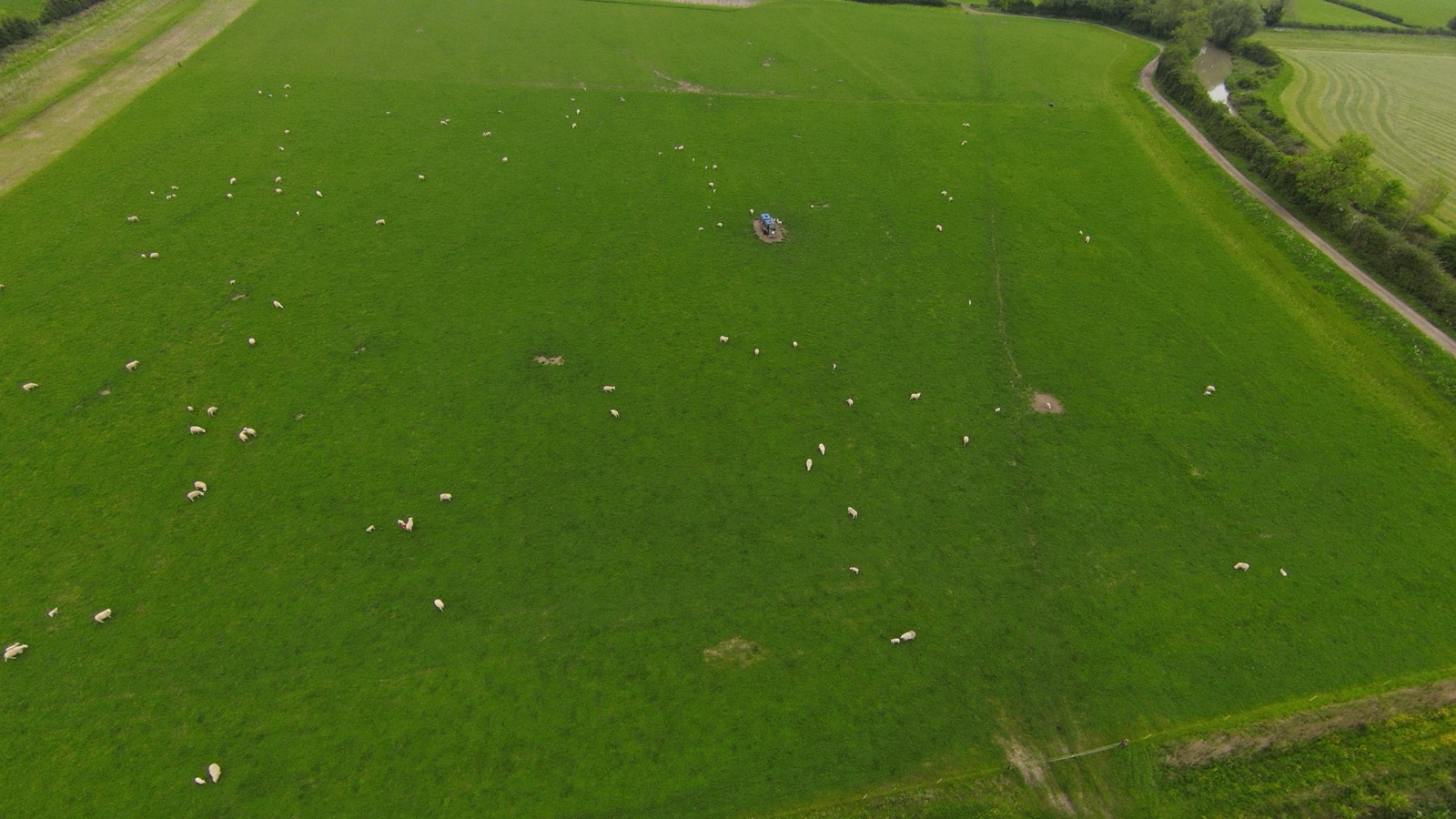 Sheep grazing a regenerated herbal ley at Hill Farm, Warwickshire