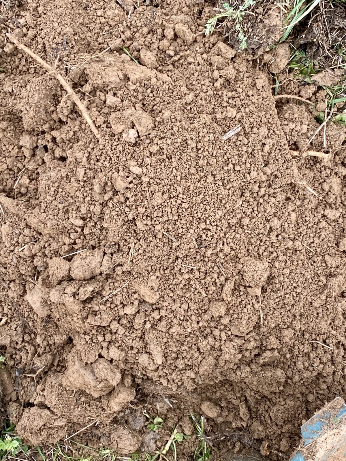 Microbiological activity in regenerated soil