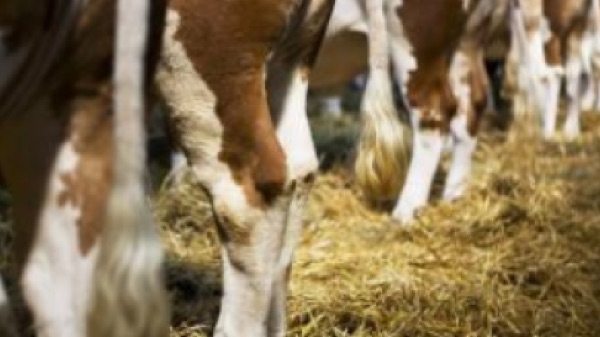 AgroParisTech experimental farm study