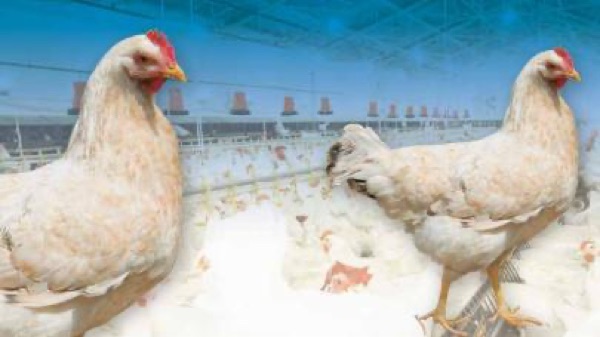 ITAVI poultry institute study