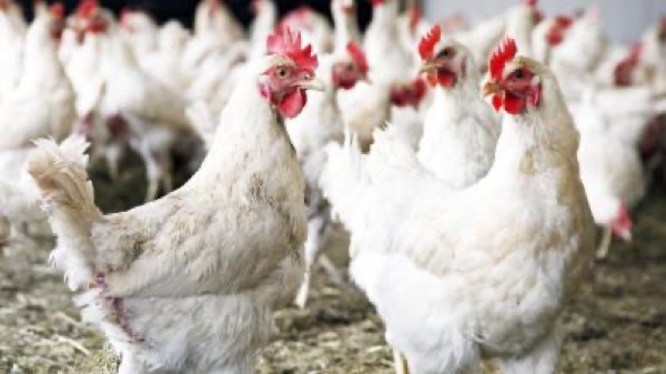 White poultry farm (Cédric Fontaine)