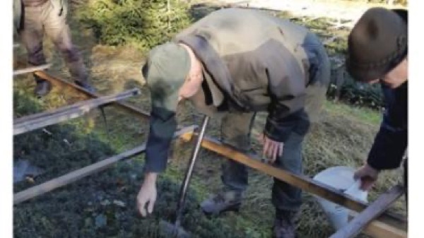 White-fir nursery study